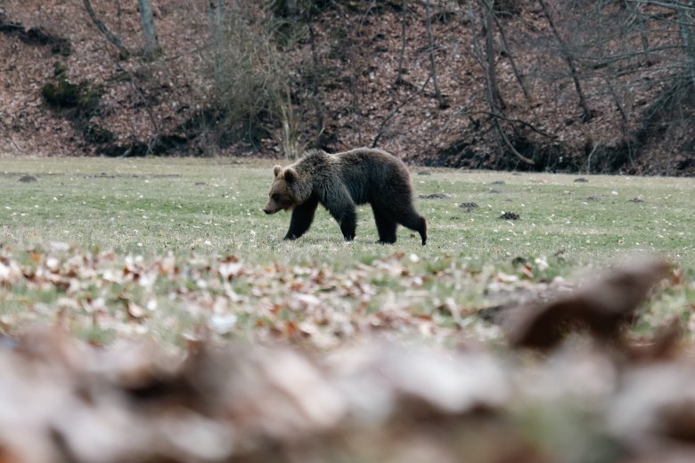 Idén már több mint száz alkalommal láttak medvét Hargita megyei települések környékén a Ro-Alert adatbázisa alapján