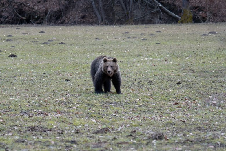 Örökre elaltatták a Gyulafehérvár közelében feltűnt medvét