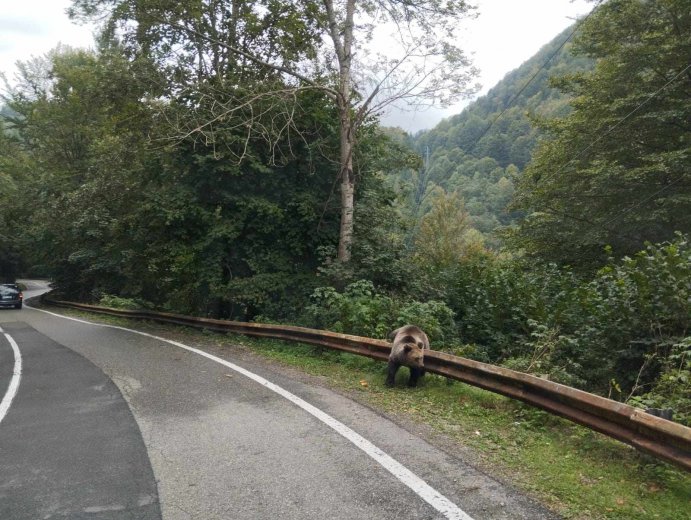 Újra birtokukba vehetik az autók a Transzfogarasi utat, medveveszélyre figyelmeztetnek a hatóságok