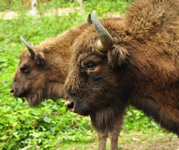 „Klímahősök” lehetnek a dél-erdélyi Szárkő-hegységbe újratelepített bölények