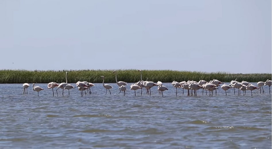 Rengeteg flamingó tart pihenőt a Duna-deltában, megeshet, hogy fészkelni is fognak